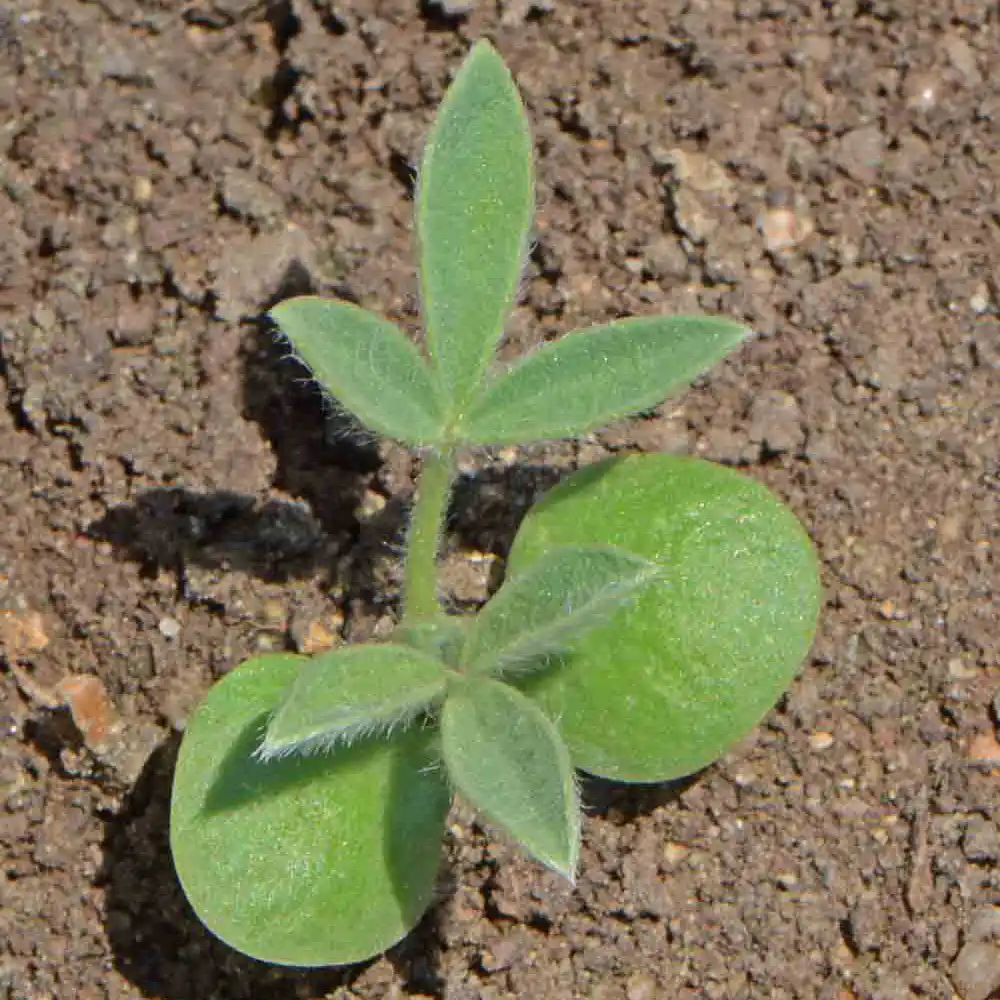 Bluebonnet