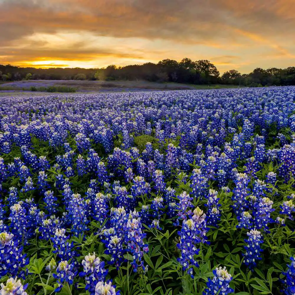 Bluebonnet