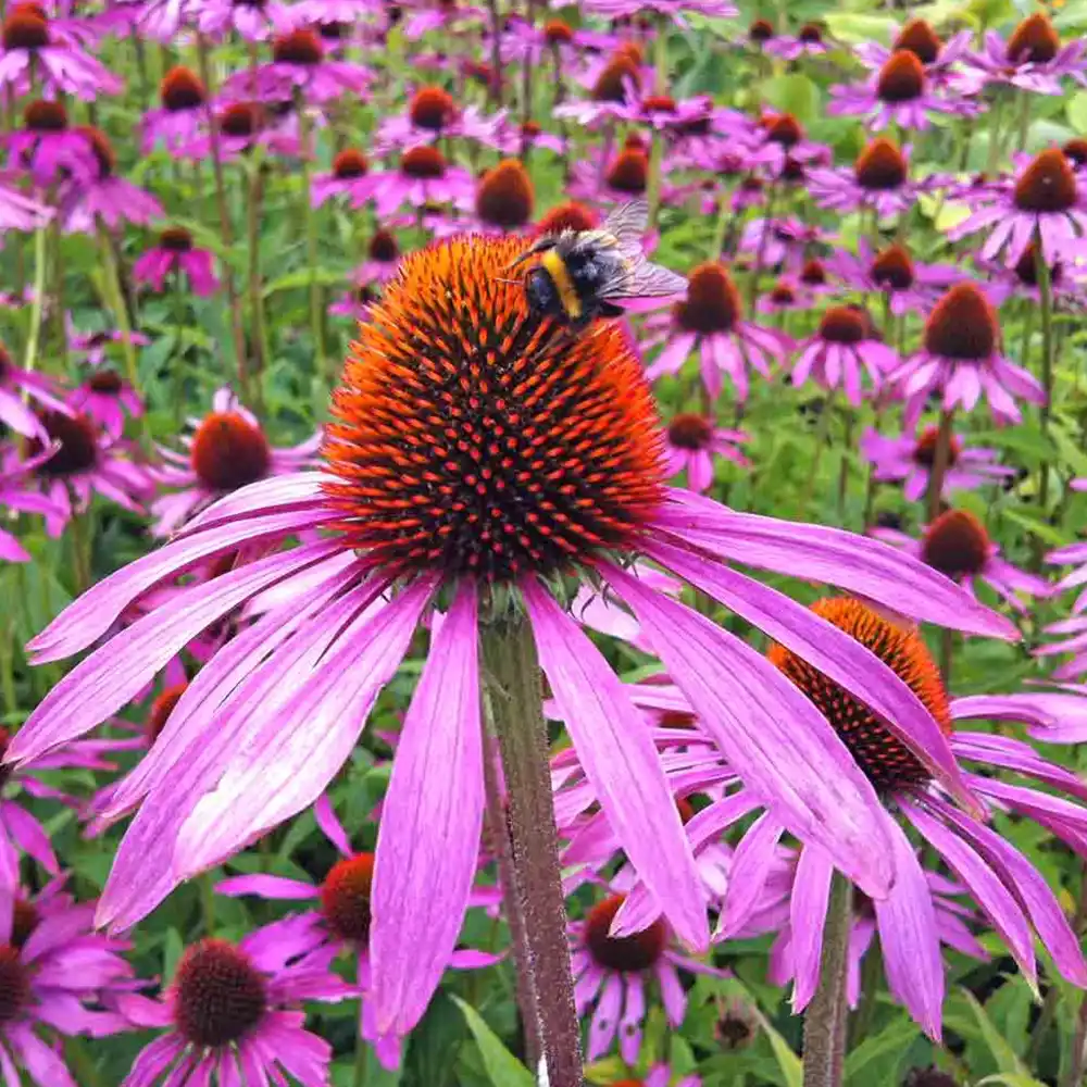 Purple Coneflower