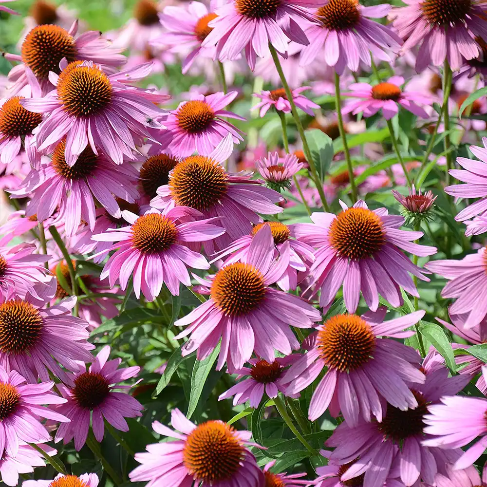 Purple Coneflower